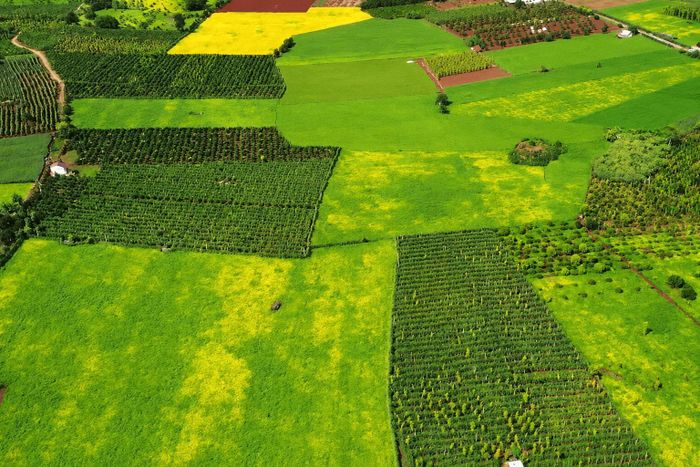 Chuyển đổi cơ cấu cây trồng và phát triển các vùng sản xuất tập trung đang tạo diện mạo mới cho nông nghiệp xã Nam Dong