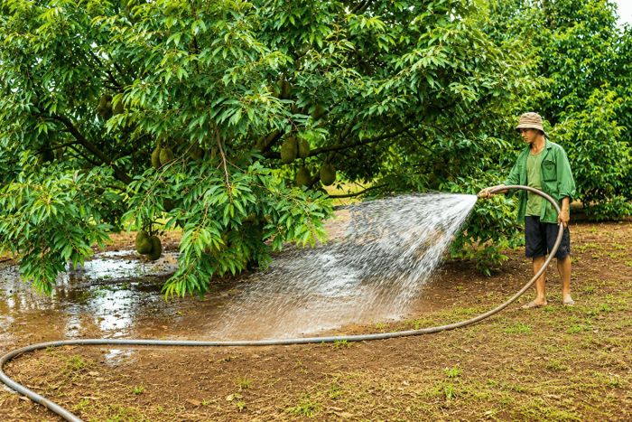 Chuyển đổi sang cây trồng có giá trị kinh tế cao như sầu riêng đang góp phần nâng cao thu nhập cho nhiều hộ dân xã Nam Dong