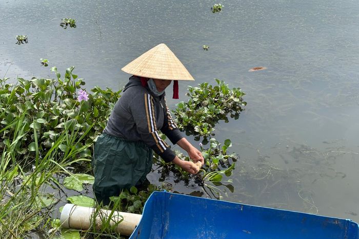Bà Lê Thị Hồi đang thu hoạch trứng ốc