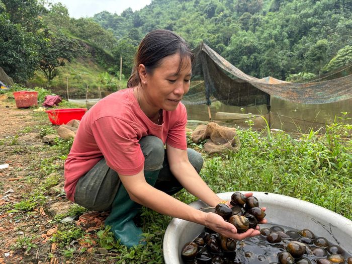 Bà Lê Thị Thắm, vợ ông Cường kiểm tra ốc vừa thu hoạch
