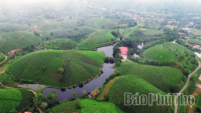 Một góc những đồi chè bát úp tại xã Long Cốc.