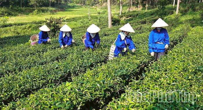 Các thị trường quốc tế đang siết chặt yêu cầu về dư lượng thuốc bảo vệ thực vật, truy xuất nguồn gốc và tiêu chuẩn sản xuất xanh. Đây vừa là thách thức vừa là cơ hội để doanh nghiệp chè nâng cấp chuỗi sản xuất theo hướng bền vững.