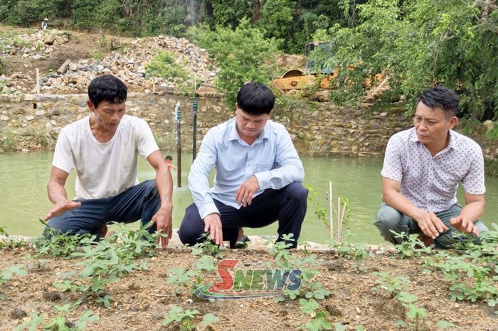 Hội Nông dân cùng Công ty TNHH MTV Đăng Dương kiểm tra luống sâm bố chính mới trồng.