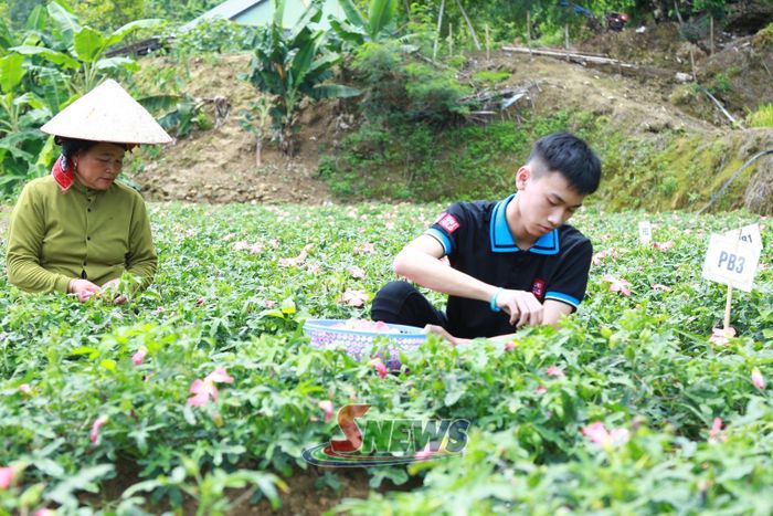 Người dân tại bản Giàn, xã Mường Bú hái hoa sâm để làm trà.