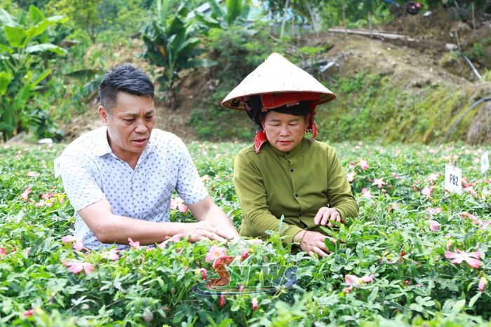 Ông Nguyễn Trọng Dương, Giám đốc Công ty TNHH MTV Đăng Dương, hướng dẫn người dân ở bản Giàn chăm sóc cây sâm bố chính.
