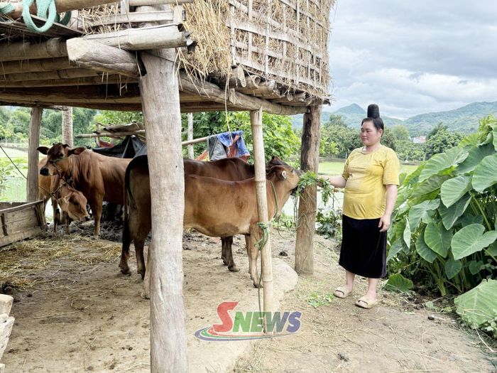 Hội viên Lò Thị Hưởng, bản Quyết Tâm, xã Chiềng Khương chăm sóc bò được hỗ trợ.