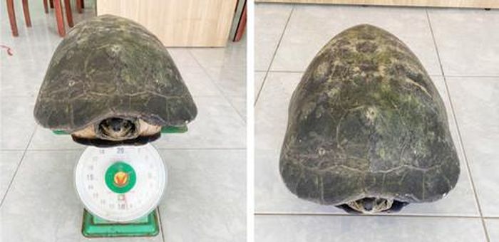 Cá thể Rùa Răng được Công an tiếp nhận