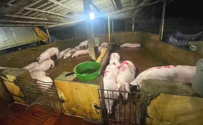 Nhiều con lợn được nhốt trong chuồng chờ giết mổ. Ảnh: CCCN
