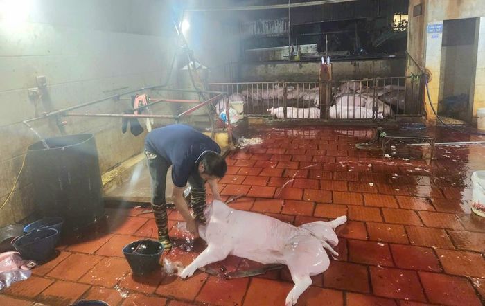 Đoàn kiểm tra phát hiện hoạt động giết mổ lợn trái quy định tại cơ sở Đặng Hồng Văn, thôn Tiên Xuân Cẩm, xã Yên Lãng. Ảnh: CCCN