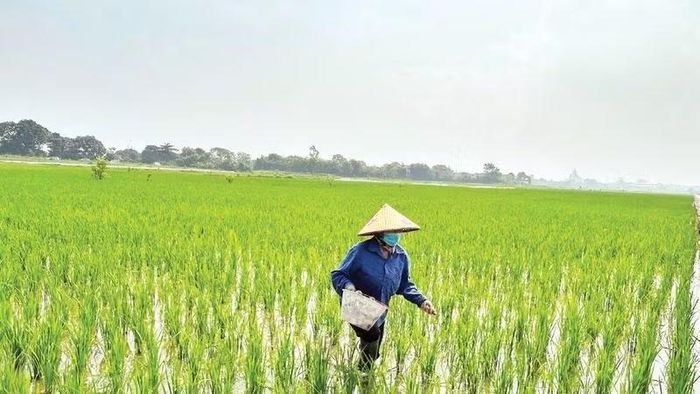 Các trà lúa sớm bước vào giai đoạn bón thúc giúp cây sinh trưởng tốt.