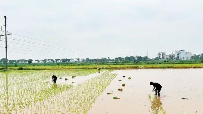 Khẩn trương hoàn thành xuống giống các trà lúa muộn như lúa nếp, lúa đặc sản.