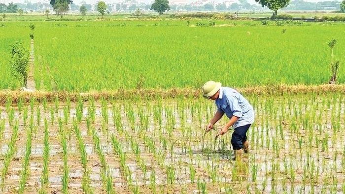Các chân ruộng thưa được cấy dặm nhằm bảo đảm mật độ, góp phần tăng năng suất.