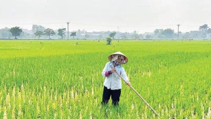 Tranh thủ làm cỏ và làm sạch trứng ốc bươu vàng.