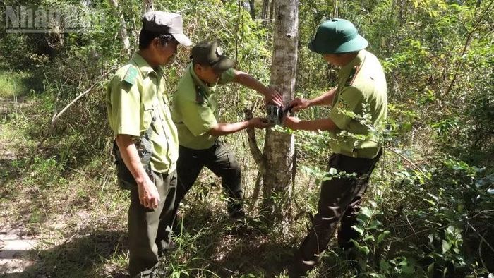 Lực lượng kiểm lâm Vườn Quốc gia Ea Sô sử dụng bẫy ảnh để theo dõi các loại động vật di chuyển trong vườn.