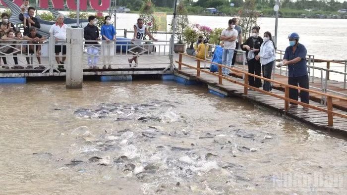 Người dân đến khu tái tạo nguồn lợi thủy sản ở phường Hồng Ngự để cho cá ăn và thư giãn.