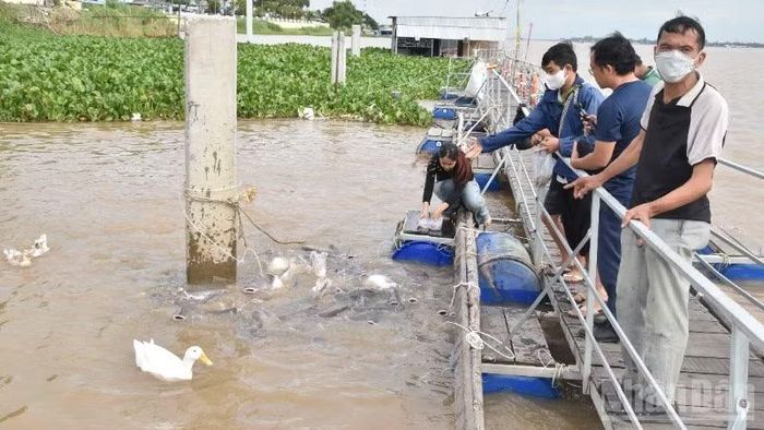 Người dân cho cá ăn tại khu tái tạo nguồn lợi thủy sản ở phường Hồng Ngự.