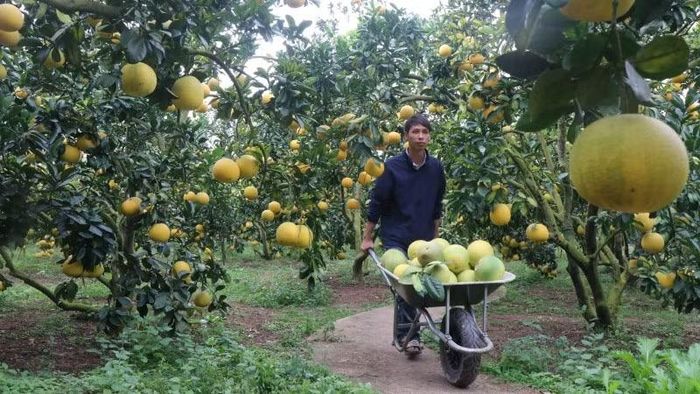 Du lịch mùa quả chín là một điểm nhấn mới thu hút khách du lịch.