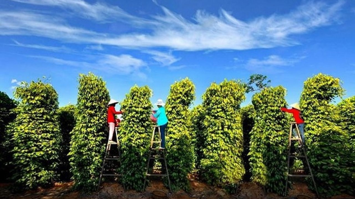 Người dân Tây Nguyên thu hoạch hồ tiêu. Ảnh: markettimes.vn
