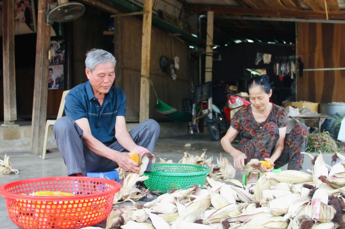  Gia đình đảng viên Nguyễn Hữu Đoài thu hoạch ngô năng suất cao. 