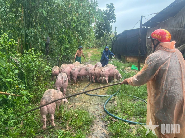 Hỗ trợ đưa vật nuôi ra khỏi vùng ngập sâu tại xã Đạ Tẻh 2, tỉnh Lâm Đồng.