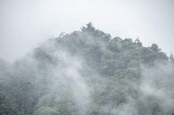 Rừng mây Mindo ở Ecuador. (Ảnh: Getty Images Plus)