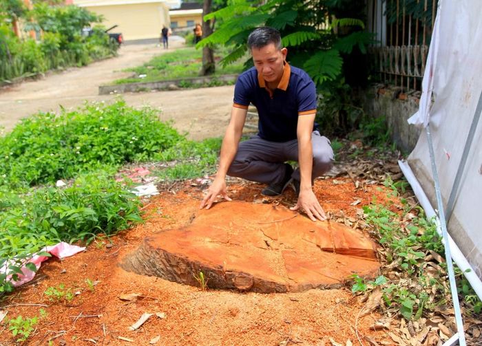 Một thân gỗ xà cừ có đường kính hơn một người ôm bị đốn hạ, phần gốc còn tại hiện trường.