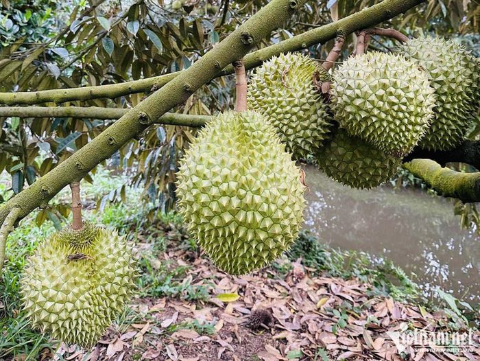 Nhiều mã số vùng trồng sầu riêng bị thu hồi do phát hiện sai phạm và gian lận. Ảnh: Tâm An