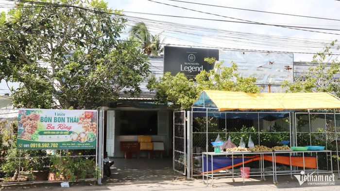 Vườn bòn bon Thái mở cửa miễn phí để người dân đến tham quan, chụp ảnh trong mùa trái chín 