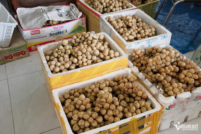 Những thùng bòn bon chuẩn bị giao cho thương lái