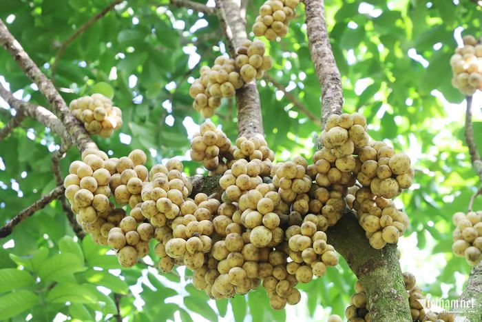Chùm bòn bon chín vàng đẹp mắt