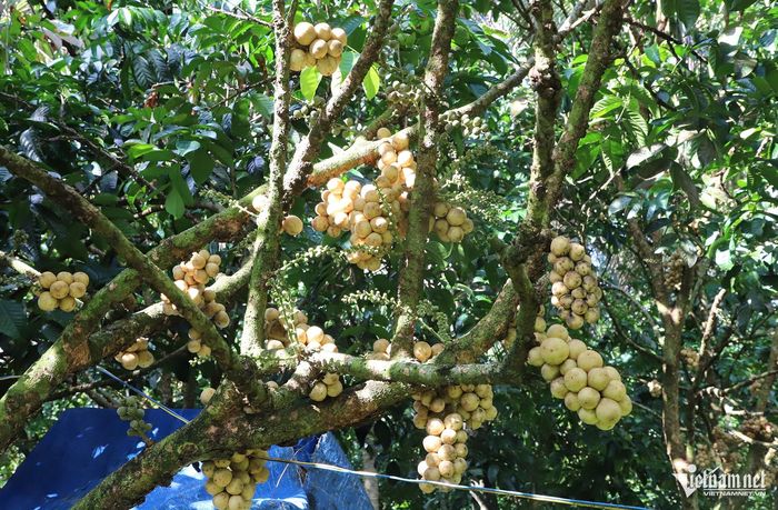 Những chùm bòn bon Thái cơm vàng, hạt lép chín vàng, sai trĩu trên thân cây