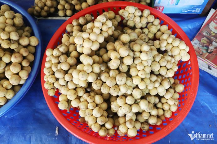 Hiện bòn bon được bán tại vườn với giá khoảng 70.000 đồng/kg