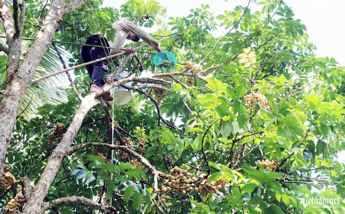  Bòn bon được cắt thủ công để tránh làm gãy mầm hoa của vụ sau