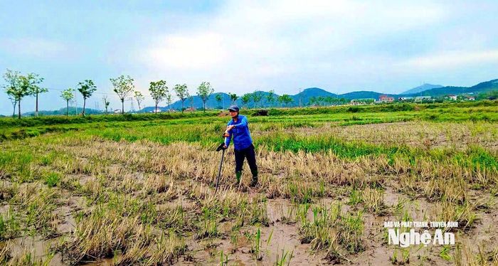 Đo đạc đất nông nghiệp phục vụ chuẩn hóa cơ sở dữ liệu đất đai ở Nghệ An. Ảnh: Trân Châu