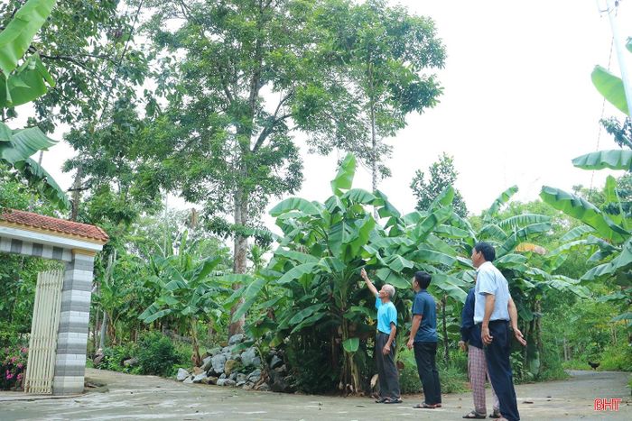 Những cây trám đen không có quả khiến nhiều hộ dân lo lắng.