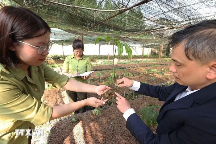 Kiểm tra sự phát triển của giống cây sâm Ngọc Linh được nhân giống bảo tồn ở Trung tâm của Vườn quốc gia Hoàng Liên, tỉnh Lào Cai. (Ảnh: Vũ Sinh/TTXVN)
