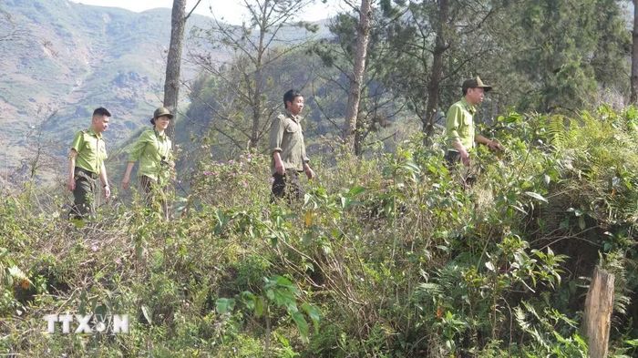 Lực lượng kiểm lâm Vườn Quốc gia Hoàng Liên tuần tra rừng trong những ngày cao điểm nắng nóng. (Ảnh: Hương Thu/TTXVN)