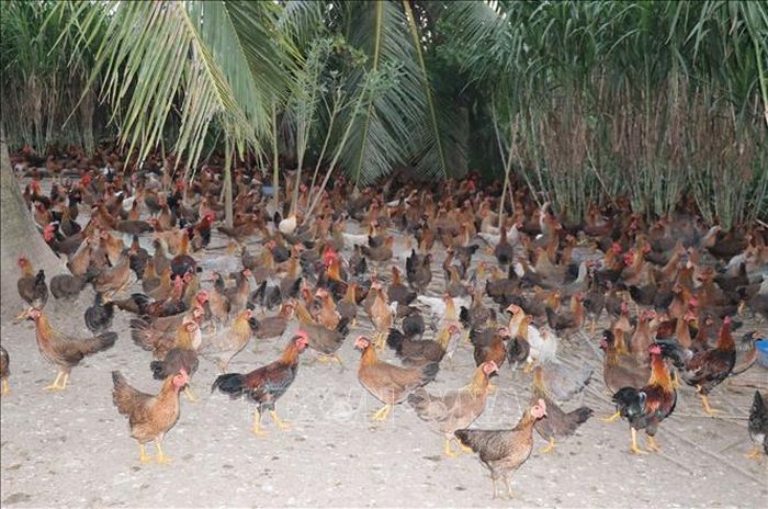 Người nuôi vẫn cố gắng tái đàn với hy vọng giá gà thương phẩm sẽ tăng để lấy lại vốn bị lỗ từ đàn gà trước.
