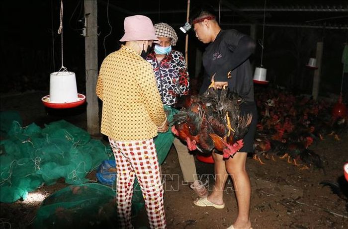 Thương lái đến mua gà vào ban đêm tại một hộ nuôi gà ở xã An Thạnh Thủy, tỉnh Đồng Tháp.