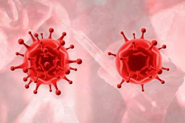 Hợp chất IMP1088 khiến virus tạo ra những bản sao kém khả năng lây nhiễm trong thử nghiệm trên tế bào. Ảnh: Đại học Queensland.