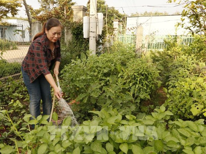 Bà Phạm Thị Tuyết trồng rau xanh trước nhà để cải thiện bữa ăn gia đình. Ảnh: K GƯỈH - TTXVN