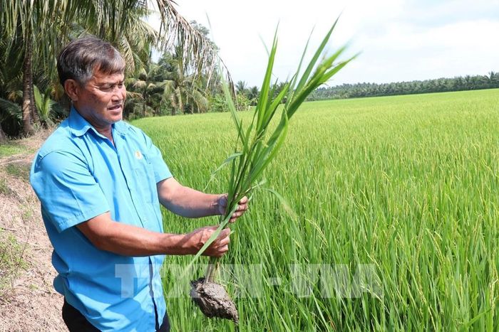 Ông Nguyễn Văn Nhanh, thành viên Hợp tác xã nông nghiệp Rạch Lọp, xã Hùng Hòa, tỉnh Vĩnh Long tham gia Đề án Phát triển bền vững 1 triệu ha chuyên canh lúa chất lượng cao và phát thải thấp gắn với tăng trưởng xanh vùng Đồng bằng sông Cửu Long đến năm 2030. Ảnh: Thanh Hòa – TTXVN