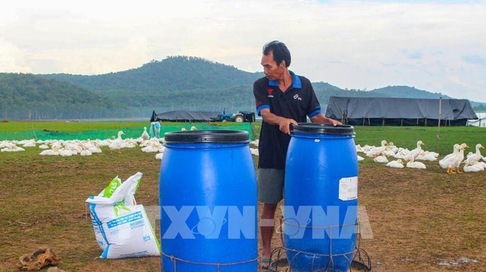 Người dân chăn nuôi gia cầm trái phép tại khu vực ven hồ Dầu Tiếng. Ảnh: Minh Phú – TTXVN 