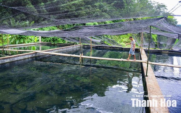 Từ bước khởi đầu ấy, mô hình liên tục được mở rộng. Hệ thống bể nuôi được đầu tư bài bản theo công nghệ tuần hoàn, tận dụng dòng chảy tự nhiên để duy trì môi trường ổn định cho cá.