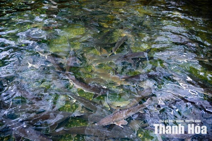 Thế nhưng, thay vì chùn bước, đôi vợ chồng trẻ quyết định đánh cược bằng niềm tin vào thiên nhiên và sự kiên trì của chính mình. Họ mở đường vào khu sản xuất, kéo điện, xây dựng hệ thống dẫn nước tự chảy từ đầu nguồn, đào ao, dựng bể nuôi, lắp đặt hệ thống lọc tuần hoàn rồi đưa về 1.000 con cá giống đầu tiên.