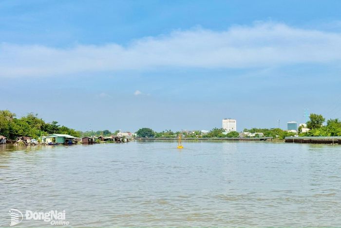 Mực nước sông Đồng Nai đang lên cao. Ảnh: Kim Liễu