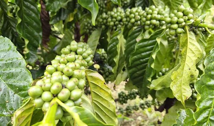  Giống cà phê TRF1 nếu được chăm sóc đúng quy trình, năng suất có thể đạt từ 6-7,5 tấn cà phê nhân/ha. Ảnh: N.S 