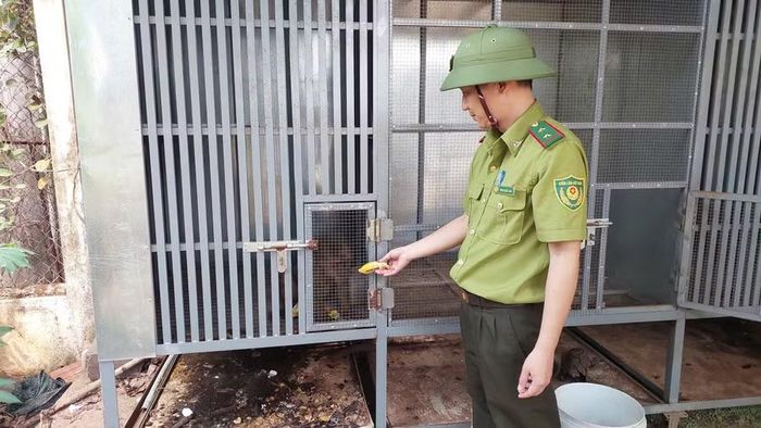 Hai cá thể khỉ đi lạc được người dân phát hiện và báo Hạt Kiểm lâm khu vực Đak Đoa đưa về chăm sóc, cứu hộ. Ảnh: N.D 