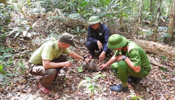  Các lực lượng chức năng phối hợp tái thả động vật rừng về môi trường tự nhiên. Ảnh: V.T 