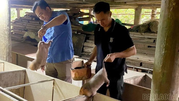 Người dân xã Bảo Ái chủ động phát triển các mô hình chăn nuôi, đa dạng sinh kế, từng bước nâng cao thu nhập và vươn lên thoát nghèo.